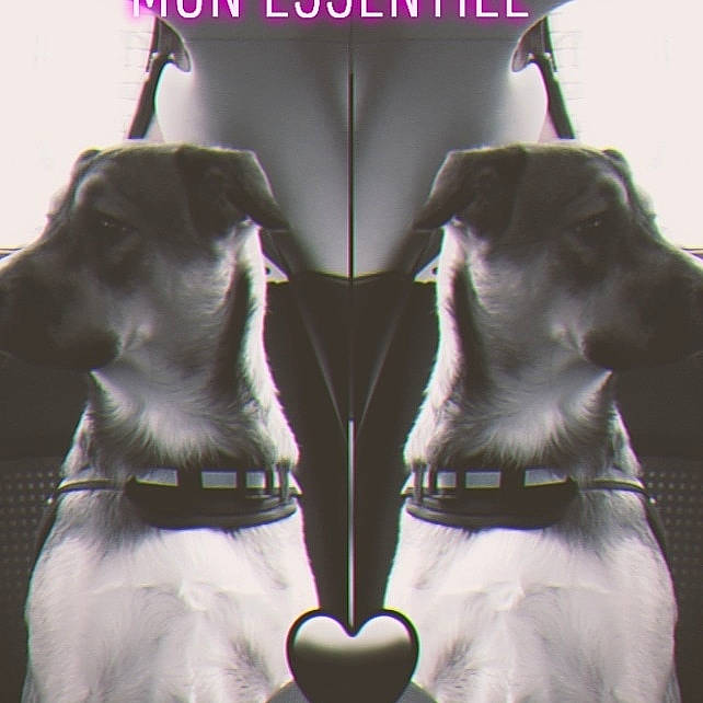 Ruby participe au concours pour gagner de l'argent avec cette photo : canidae, carnivore, collar, companion_dog, dog, dog_breed, dog_collar, photo_caption, snout, sporting_group