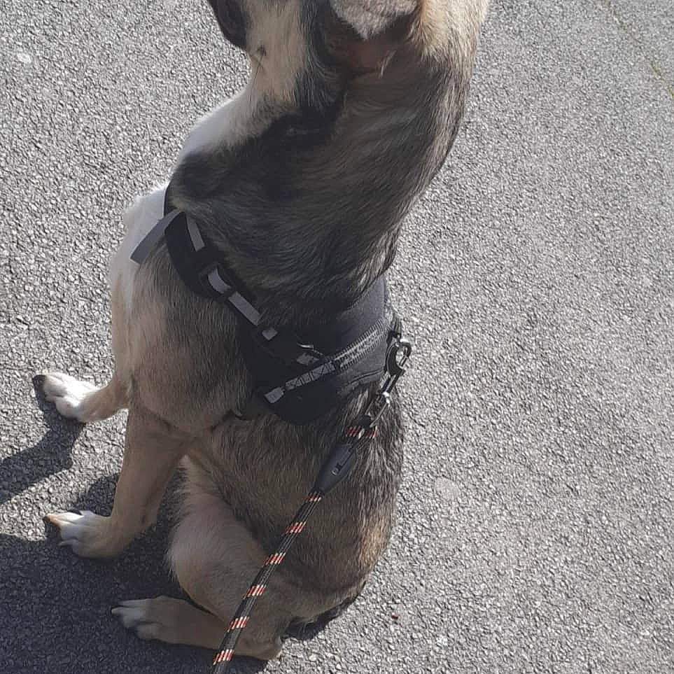 Ruby participe au concours pour gagner de l'argent avec cette photo : canidae, carnivore, companion_dog, dog, dog_breed, dog_collar, dog_walking, fawn, leash, non_sporting_group, paw, snout, sporting_group, tail