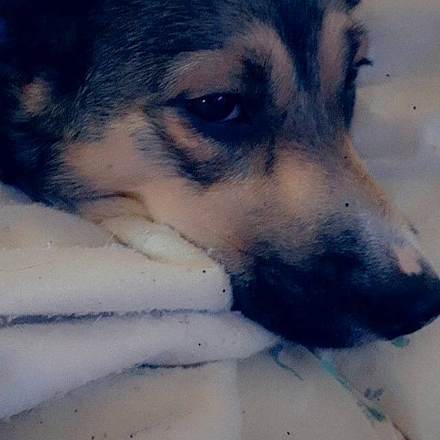 Ruby a rejoint le concours — aidez-le/la à gagner de superbes lots ! beauty, canidae, carnivore, dog, dog_breed, eye, mammal, nose, seppala_siberian_sleddog, siberian_husky, sky, snout, street_dog, whiskers, wolfdog, working_dog