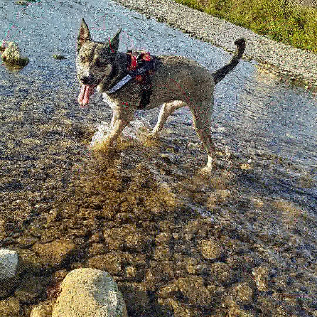Ruby participe au concours pour gagner de l'argent avec cette photo : canidae, carnivore, cretan_hound, czechoslovakian_wolfdog, dog, dog_breed, east_siberian_laika, formosan_mountain_dog, hunting_dog, leash, mammal, northern_inuit_dog, sporting_group, vertebrate