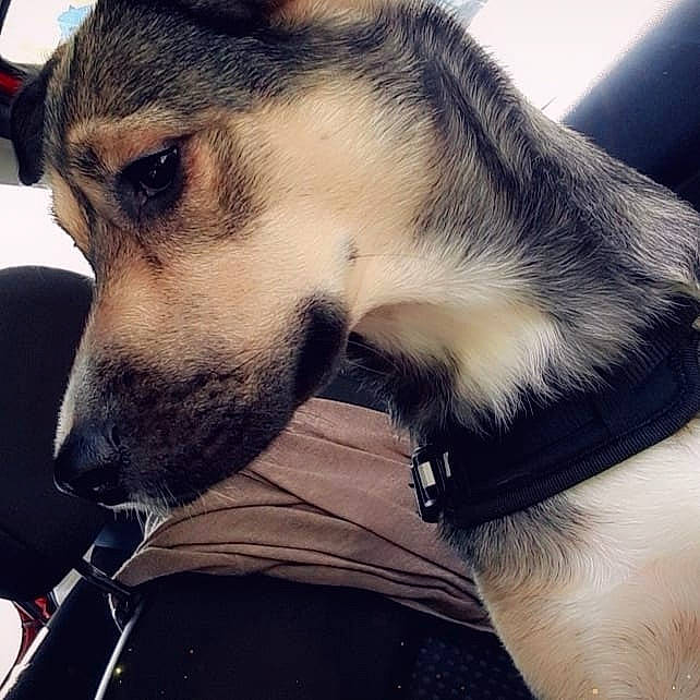 Ruby participe au concours pour gagner de l'argent avec cette photo : canidae, carnivore, collar, companion_dog, dog, dog_breed, dog_collar, ear, eye, fur, human, jaw, love, neck, nose, photography, selfie, sky, snout, whiskers