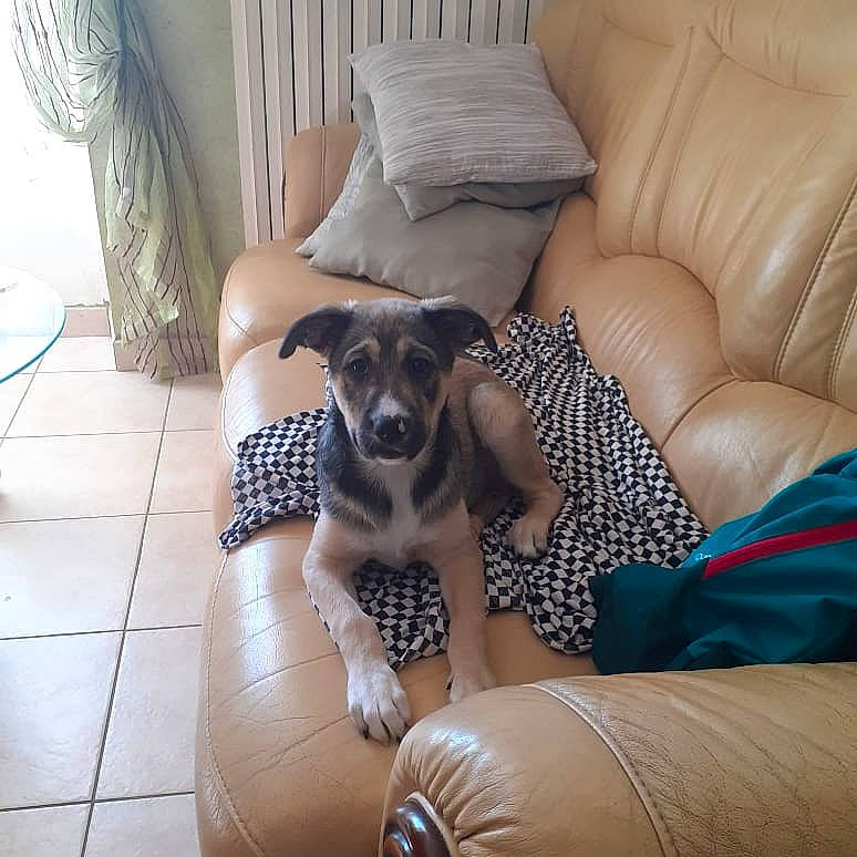 Ruby a rejoint le concours — aidez-le/la à gagner de superbes lots ! canidae, carnivore, comfort, companion_dog, dog, dog_breed, fawn, furniture, mammal, paw, potcake_dog, puppy, rat_terrier