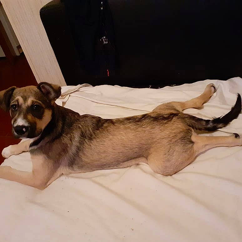 Ruby participe au concours pour gagner de l'argent avec cette photo : canidae, carnivore, dog, dog_breed, ear, fawn, feist, lurcher, mammal, norwegian_lundehund, paw, puppy, street_dog