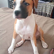 Namy a rejoint le concours — aidez-le/la à gagner de superbes lots ! dog, puppy, bed, indoor, furniture, wicker_shelf, blanket, pet, brown, white, canine, domestic_animal, sitting, blurred, household_items, cozy, room, paw, floor, collar