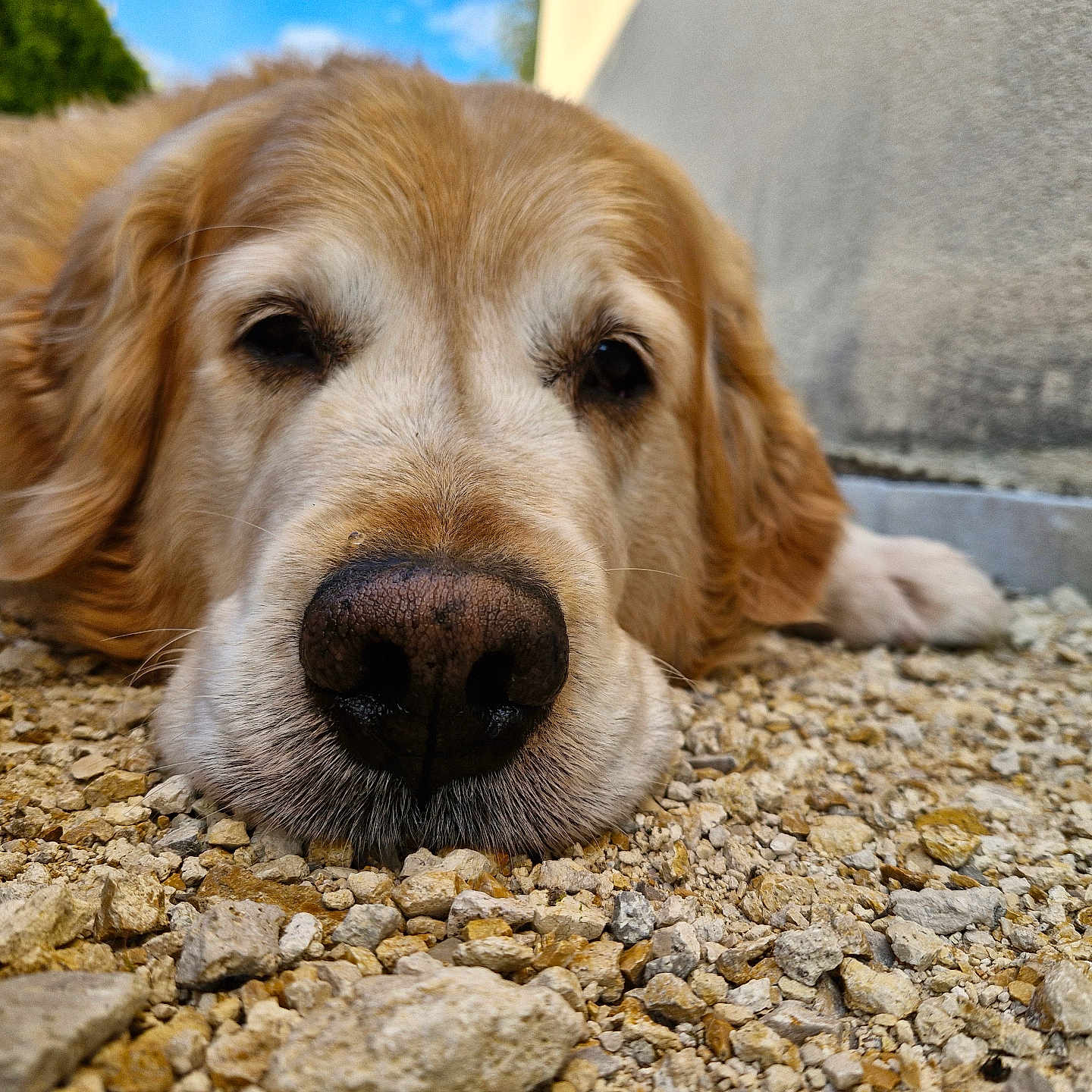 Bucky participe au concours pour gagner de l'argent avec cette photo : animal, canine, cockerspaniel, dog, goldenretriever, gravel, hound, labradorretriever, pebble, person, pet, puppy, road, rock, rubble, sleeping, snout