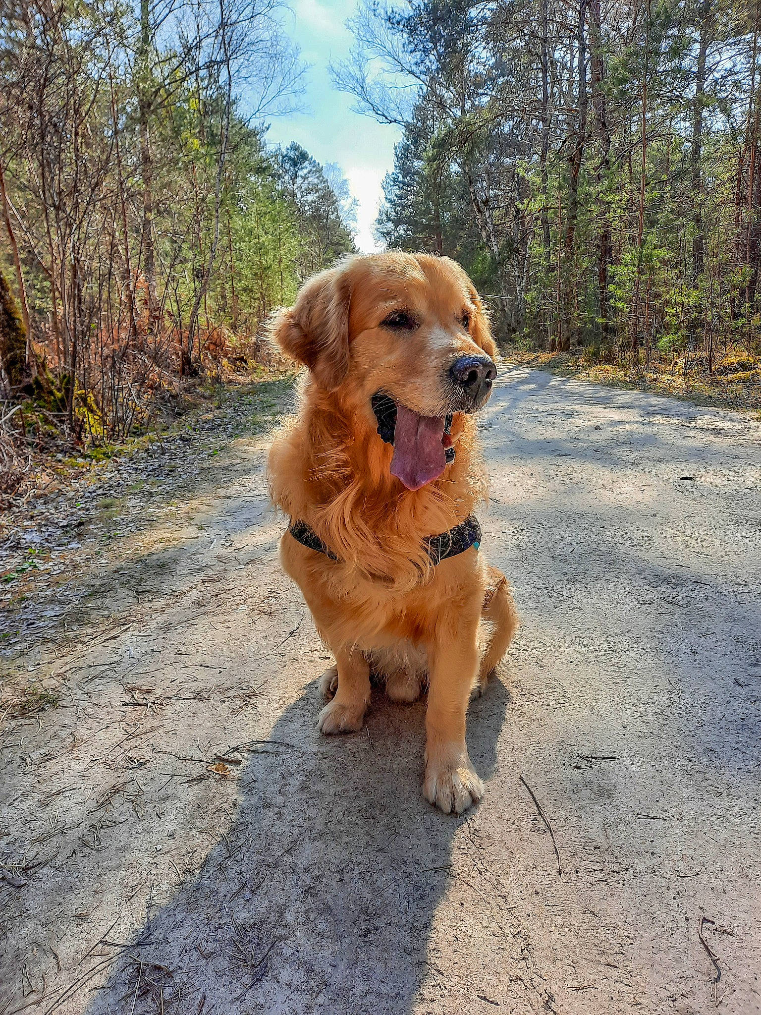 Bucky a rejoint le concours — aidez-le/la à gagner de superbes lots ! adventure, asphalt, canidae, carnivore, cloud, companion_dog, dog, dog_breed, fawn, grass, gun_dog, plant, retriever, road, road_surface, sky, soil, sporting_group, tail, tree