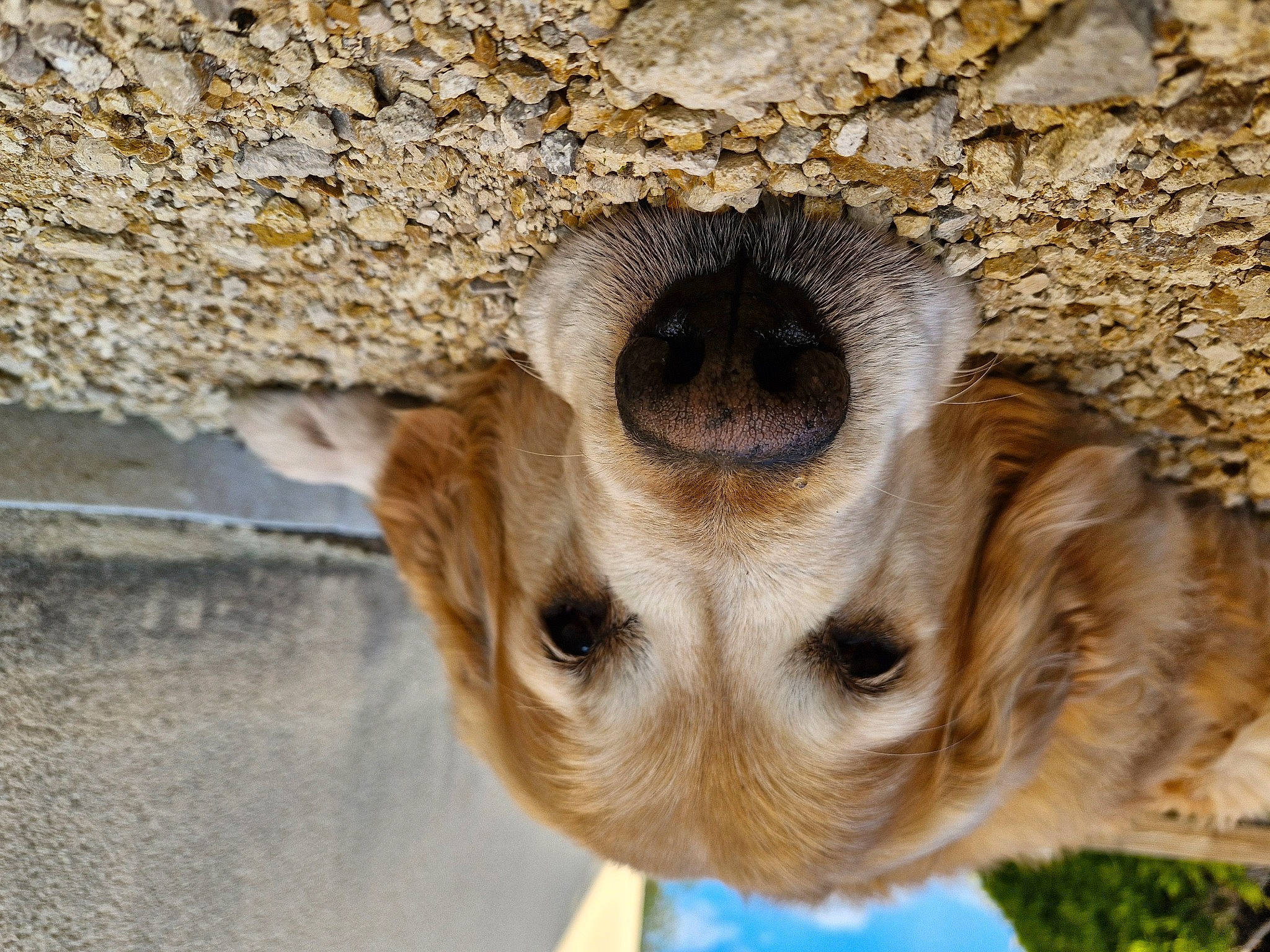 Bucky participe au concours pour gagner de l'argent avec cette photo : canidae, carnivore, companion_dog, dog, dog_breed, fawn, fur, landscape, plant, snout, sporting_group, terrestrial_animal, whiskers, wildlife, wood, working_animal