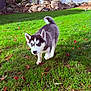 puppy, husky, dog, grass, outdoor, greenery, autumn, leaves, tree, rocks, fence, sunlight, young, animal, pet, walking, nature, backyard, blue_eyes, fur