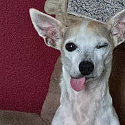 Chico joined the competition — help win amazing prizes! dog, pet, animal, tongue_out, winking, blanket, cozy, fur, ears, indoor, cute, small_dog, sitting, relaxed, canine, companion, home, furniture, resting, playful