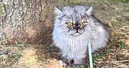 Damon a rejoint le concours — aidez-le/la à gagner de superbes lots ! cat, gray_cat, fluffy, leash, tree_trunk, grass, outdoor, nature, yellow_eyes, pet, animal, feline, serious_expression, sunlight, ground, blurred_background, daylight, sitting, close_up, fur