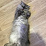 Damon participe au concours pour gagner de l'argent avec cette photo : cat, fluffy, gray, lying_down, floor, wooden_floor, pet, domestic_animal, indoor, relaxed, cute, fur, animal, whiskers, playful, resting, mammal, long_hair, paw, belly_up