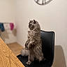 black_chair, blurred_background, cat, chair, cozy, curious, domestic, feline, floor, fluffy, fur, gray, home, indoor, laundry, pet, sitting, standing, wall_clock, wooden_table