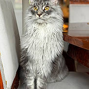 White joined the competition — help win amazing prizes! cat, fluffy, gray, white, yellow_eyes, sitting, chair, wooden_table, indoor, pet, feline, fur, portrait, animal, domestic, cute, closeup, attention, background_blur, cozy