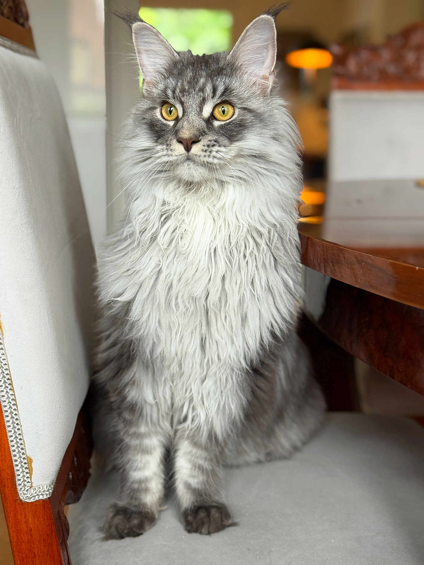 White joined the competition — help win amazing prizes! cat, fluffy, gray, white, yellow_eyes, sitting, chair, wooden_table, indoor, pet, feline, fur, portrait, animal, domestic, cute, closeup, attention, background_blur, cozy