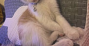 Tito is registered to the contest to win money with this photo: animal, bell, cat, closeup, collar, cozy, curious, cushion, cute, fur, gray, indoor, kitten, orange_and_white, paws, pet, resting, texture, wide_eyes, young