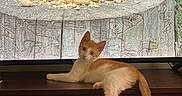 Tito is registered to the contest to win money with this photo: cat, kitten, orange_and_white, television, screen, squirrel, tree_stump, nuts, wooden_surface, indoor, animal, pet, curious, relaxing, close_up, nature_image, background, greenery, wildlife_photo, looking_at_camera