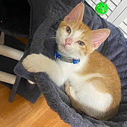 Tito joined the competition — help win amazing prizes! kitten, cat, orange_and_white, cat_hammock, gray, indoor, wooden_floor, pet, collar, toy, cat_tree, feline, cute, curious, resting, animal, whiskers, ears, paws, young_cat