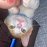 Tito is registered to the contest to win money with this photo: kitten, cat, hand, paw, green_eyes, orange_fur, white_fur, collar, blue_collar, cushion, fabric, texture, indoor, close_up, pet, cute, playful, soft, resting, animal