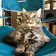 Cacahouète participe au concours pour gagner de l'argent avec cette photo : abyssinian, accessories, angora, animal, armchair, brasssection, cat, chair, cushion, furniture, homedecor, horn, kitten, manx, musicalinstrument, pet, plywood, shelf, strap, wood