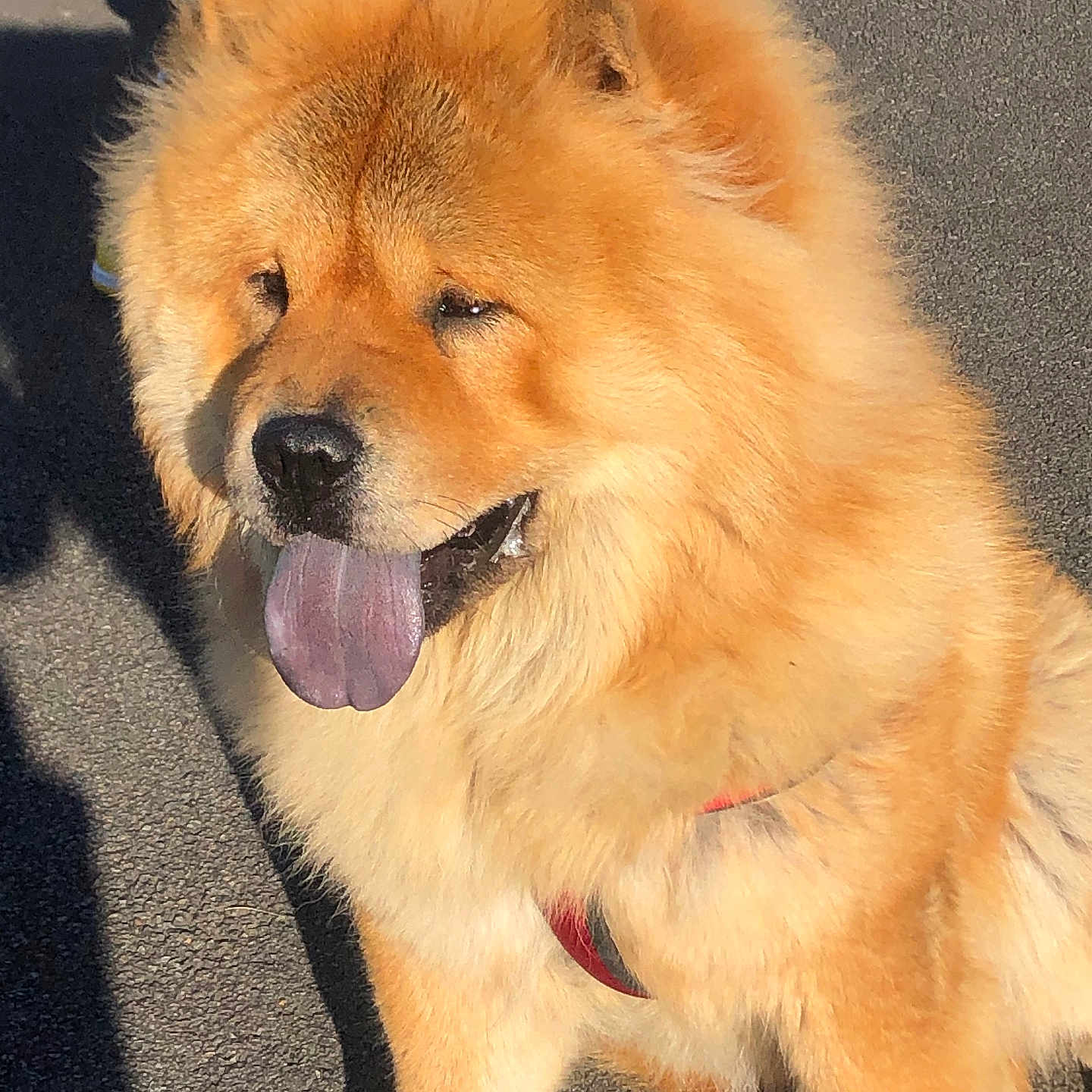 Simba a rejoint le concours — aidez-le/la à gagner de superbes lots ! animal, canine, chow, dog, goldenretriever, husky, pet, puppy