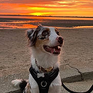 Uria a rejoint le concours — aidez-le/la à gagner de superbes lots ! accessories, animal, beach, canine, coast, dog, face, horizon, leash, nature, outdoors, pet, puppy, sea, shoreline, sky, strap, sun, water, waterfront