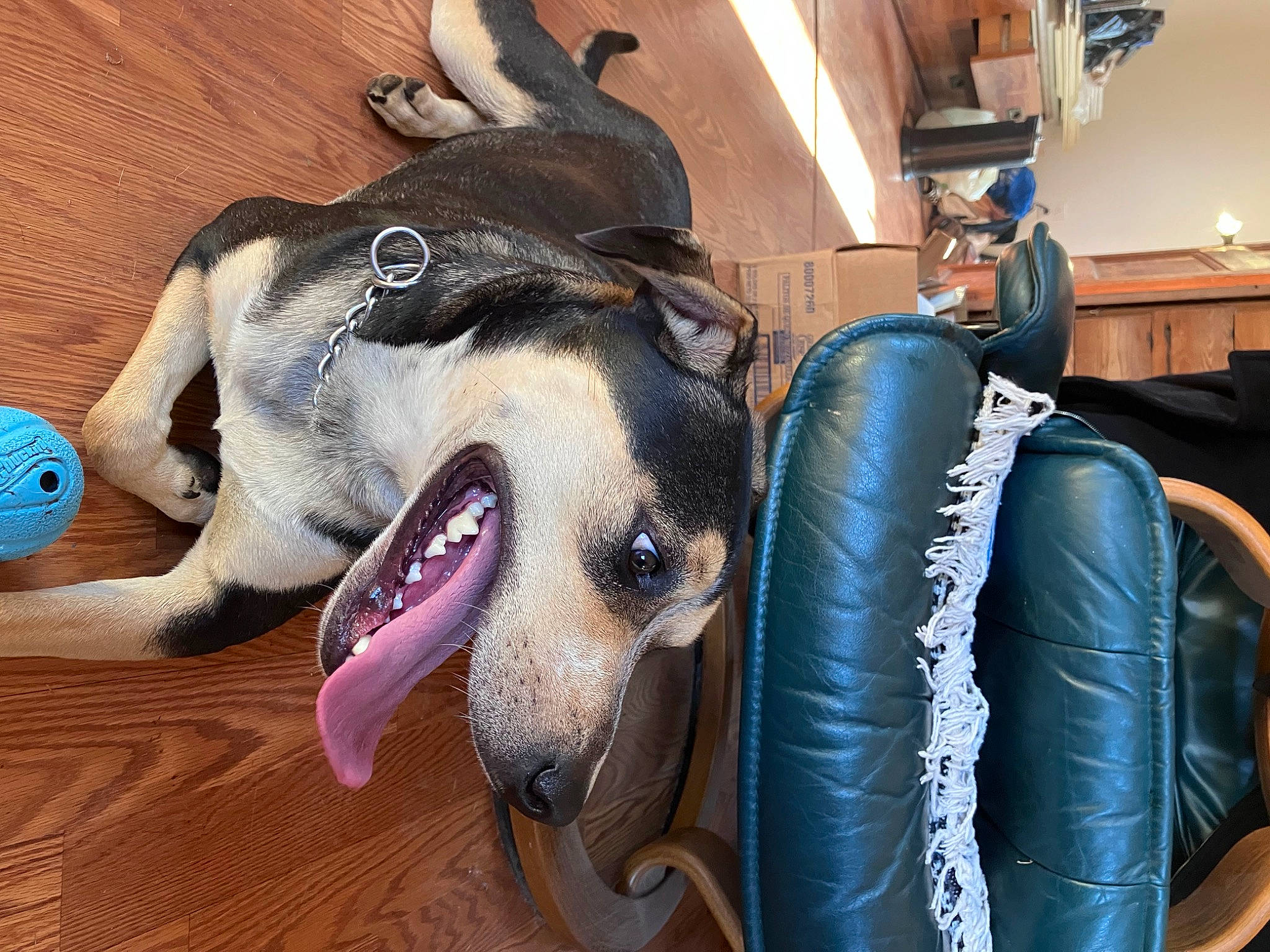 Little Bear is registered to the contest to win money with this photo: canidae, carnivore, comfort, companion_dog, dog, dog_breed, fang, fawn, fun, fur, guard_dog, jaw, leather, non_sporting_group, snout, sporting_group, whiskers, working_animal, working_dog