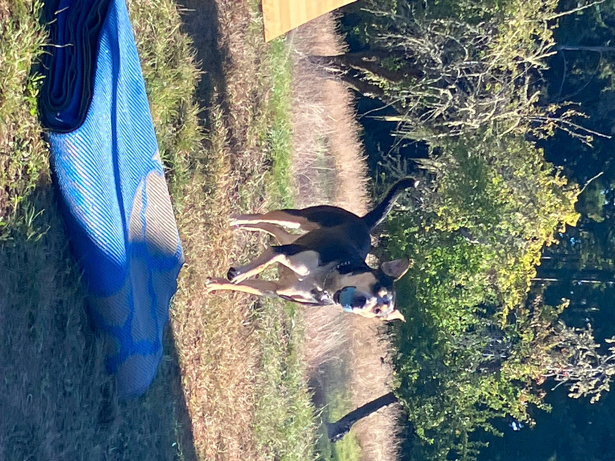 Little Bear is registered to the contest to win money with this photo: beak, bird, carnivore, dog, dog_breed, electric_blue, fashion_accessory, grass, landscape, plant, reflection, shadow, shrub, soil, sporting_group, tail, tints_and_shades, tree, trunk