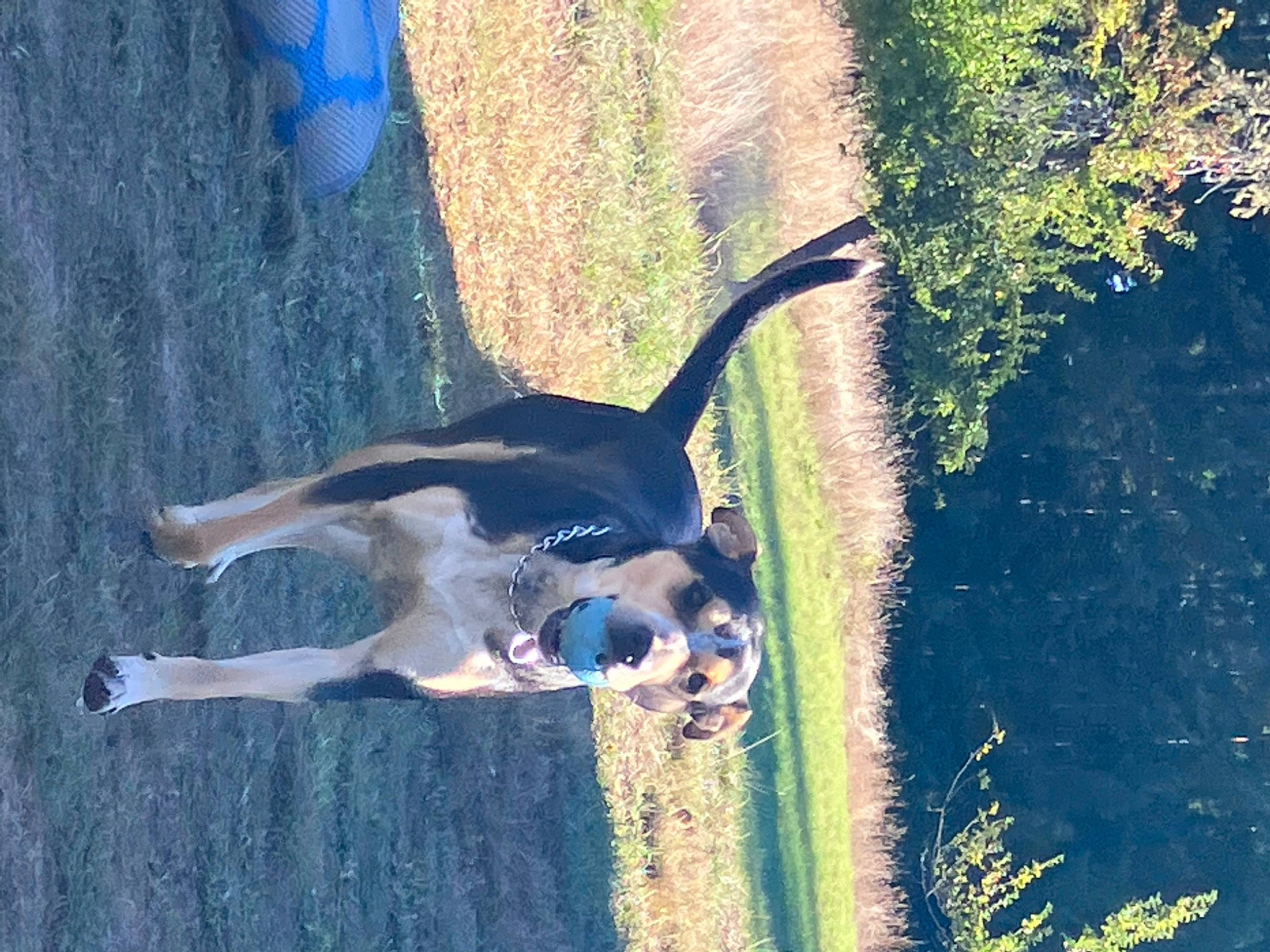 Little Bear joined the competition — help win amazing prizes! blue, carnivore, companion_dog, dog, dog_breed, dress, eyewear, grass, happy, landscape, people_in_nature, plant, reflection, shadow, sporting_group, sunglasses, tail, tints_and_shades, tree, water