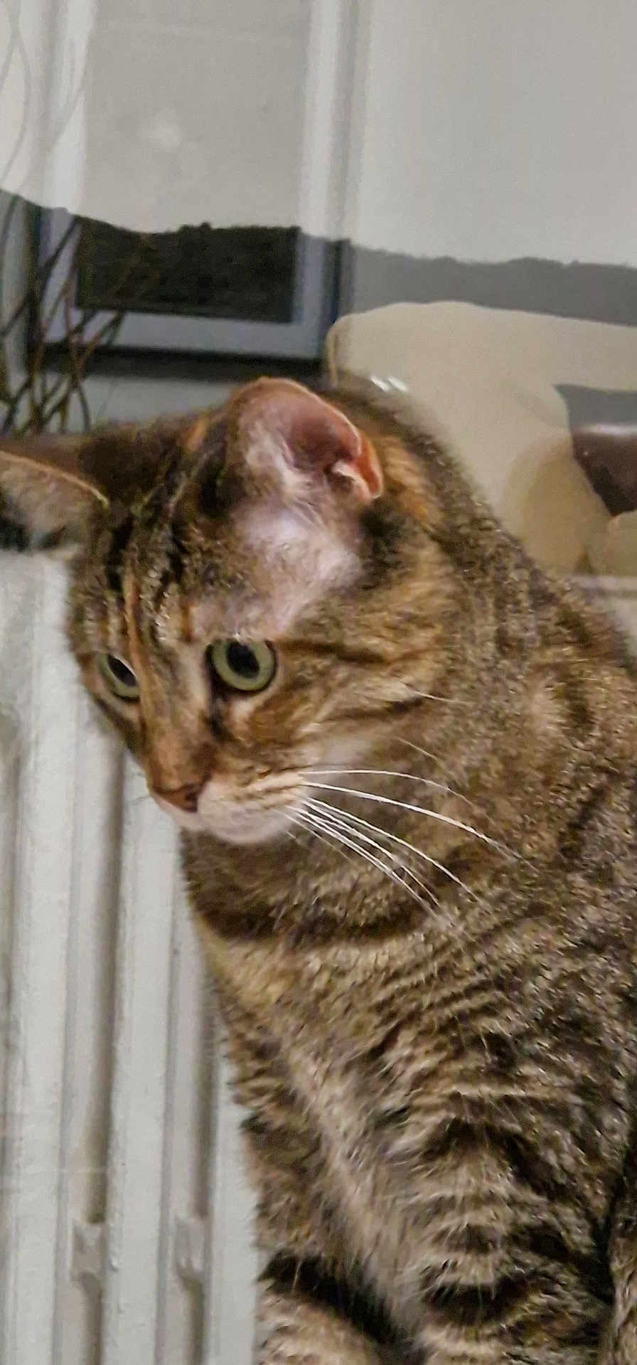 Mimi