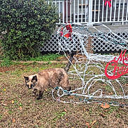 Karmin joined the competition — help win amazing prizes! cat, tortoiseshell, grass, yard, bush, christmas_decoration, wire_sleigh, holiday, outdoor, animal, pet, feline, house, porch, red_bow, winter, seasonal, nature, daylight, decoration