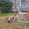 cat, tortoiseshell, grass, yard, bush, christmas_decoration, wire_sleigh, holiday, outdoor, animal, pet, feline, house, porch, red_bow, winter, seasonal, nature, daylight, decoration