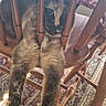 cat, chair, wooden_chair, furniture, indoor, pet, animal, patterned_rug, tablecloth, curious, trapped, legs, head, spindles, brown, black, white, domestic_cat, relaxed, cozy