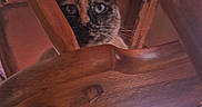 Karmin is registered to the contest to win money with this photo: animal, cat, chair, cozy, curious, domestic, eyes, floor, furniture, home, indoor, legs, light, patterned_cloth, pet, tablecloth, whiskers, window, wood, wooden