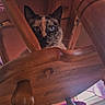 Karmin is registered to the contest to win money with this photo: cat, wood, chair, indoor, furniture, curious, patterned_cloth, tablecloth, pet, animal, eyes, legs, floor, window, light, cozy, home, wooden, domestic, whiskers