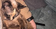 Karmin joined the competition — help win amazing prizes! cat, feline, pet, relaxing, couch, blanket, person, lap, fur, indoor, cozy, resting, animal, paw, sitting, domestic, comfort, home, sleepy, cuddly
