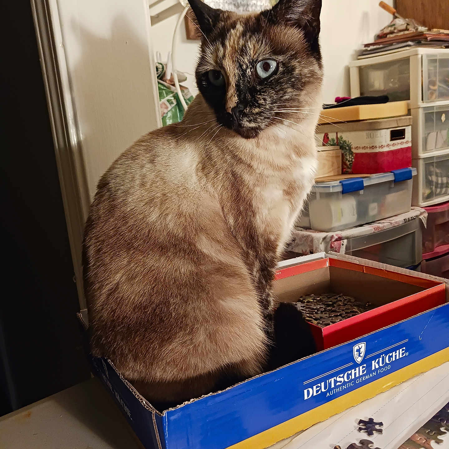 Karmin is registered to the contest to win money with this photo: cat, siamese_cat, box, puzzle_pieces, table, indoor, blue_eyes, furniture, household_items, storage_boxes, decor, pet, animal, curious, seated, brown_fur, white_wall, wooden_door, colorful, close_up