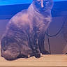 Karmin is registered to the contest to win money with this photo: cat, siamese_cat, indoor, furniture, chest, television, screen, text, blue, cream_color, pet, animal, sitting, looking, whiskers, ears, fur, domestic_cat, closeup, household