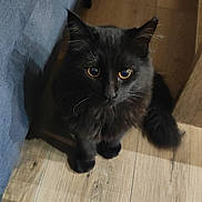 Vodka a rejoint le concours — aidez-le/la à gagner de superbes lots ! abyssinian, animal, blackcat, cat, hardwood, kitten, manx, pet, plywood, slate, wood