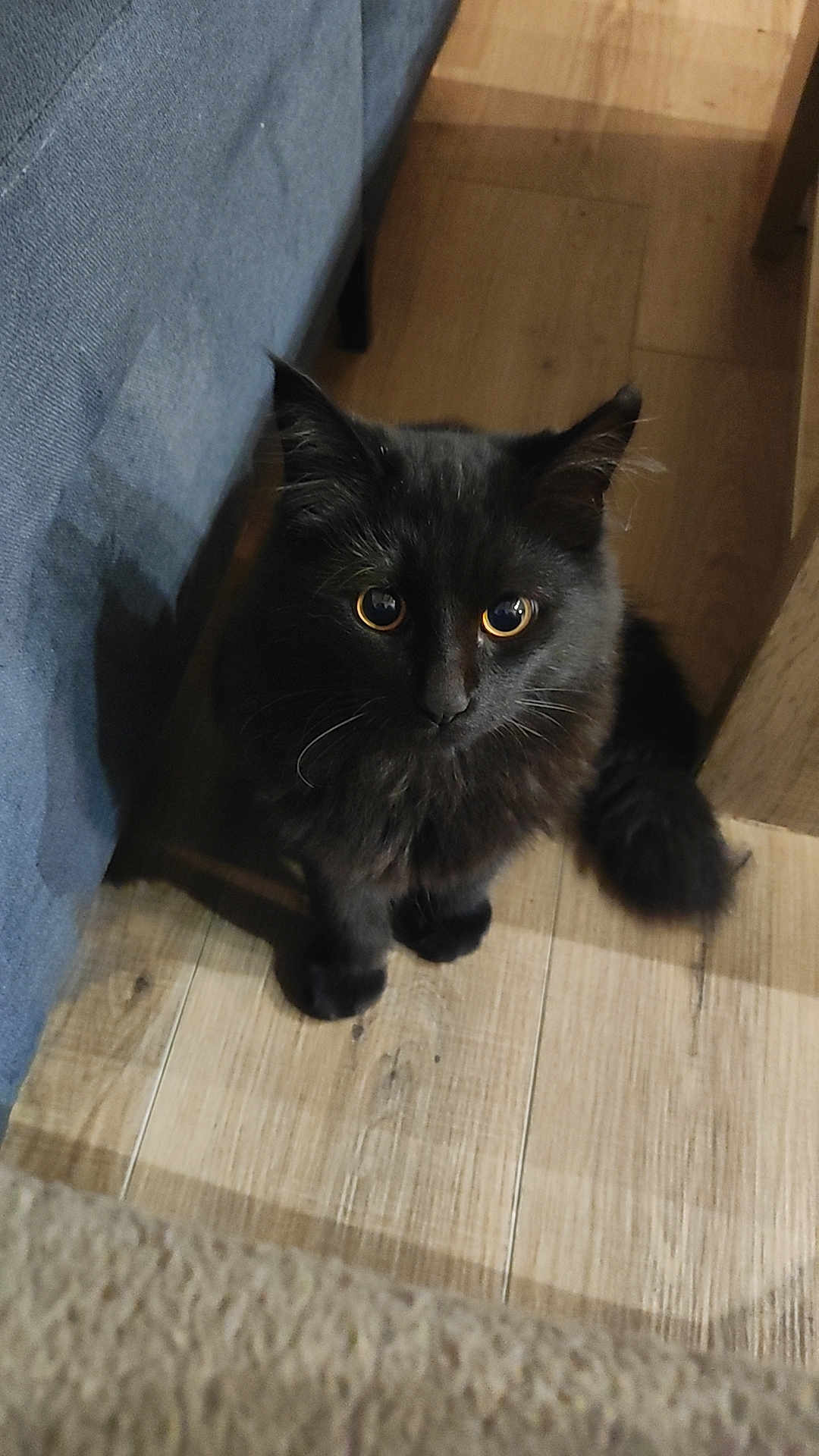 Vodka a rejoint le concours — aidez-le/la à gagner de superbes lots ! abyssinian, animal, blackcat, cat, hardwood, kitten, manx, pet, plywood, slate, wood