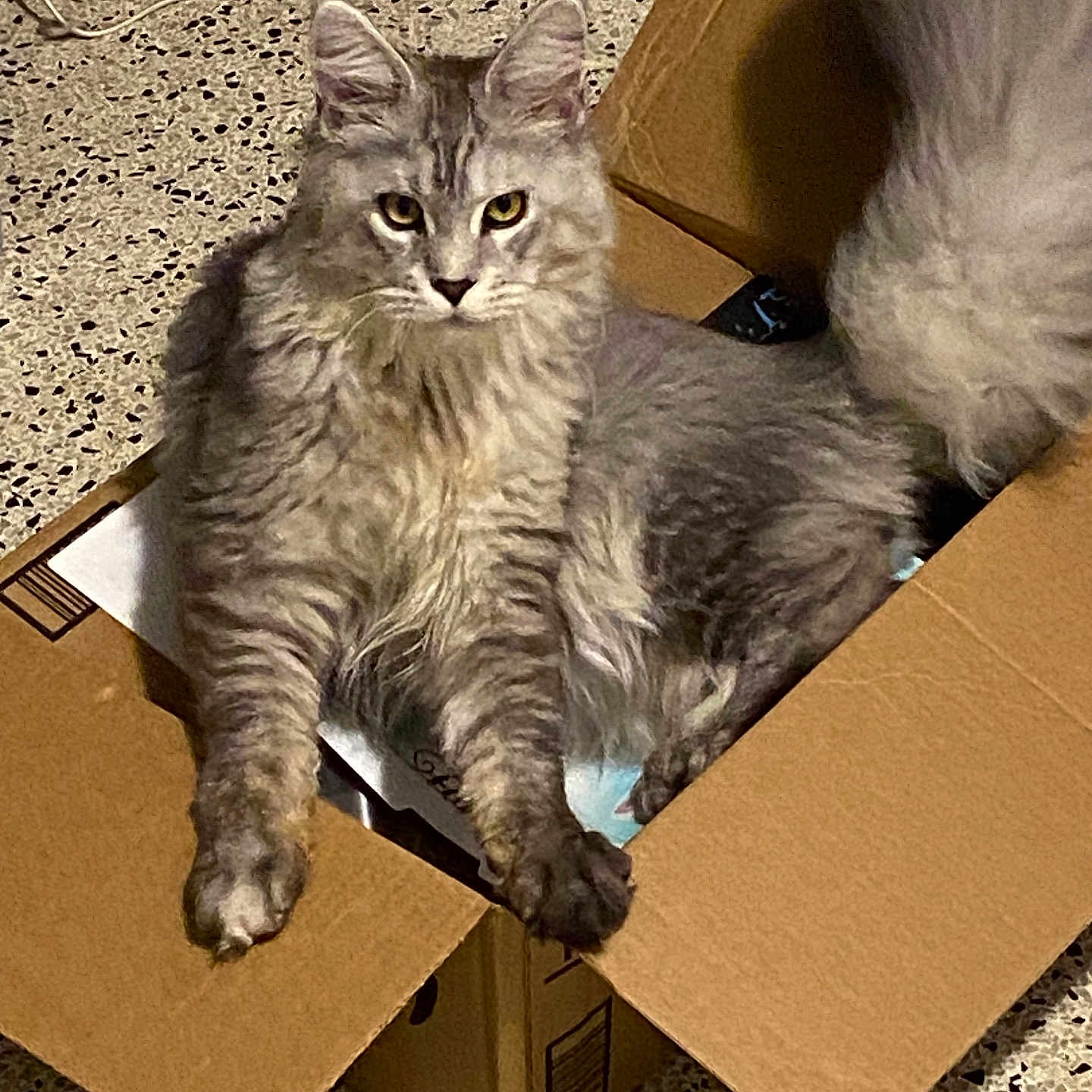 Baldur is registered to the contest to win money with this photo: abyssinian, angora, animal, box, cardboard, carton, cat, crate, hardwood, indoors, kitten, manx, package, packagedelivery, person, pet, sleeping, wood