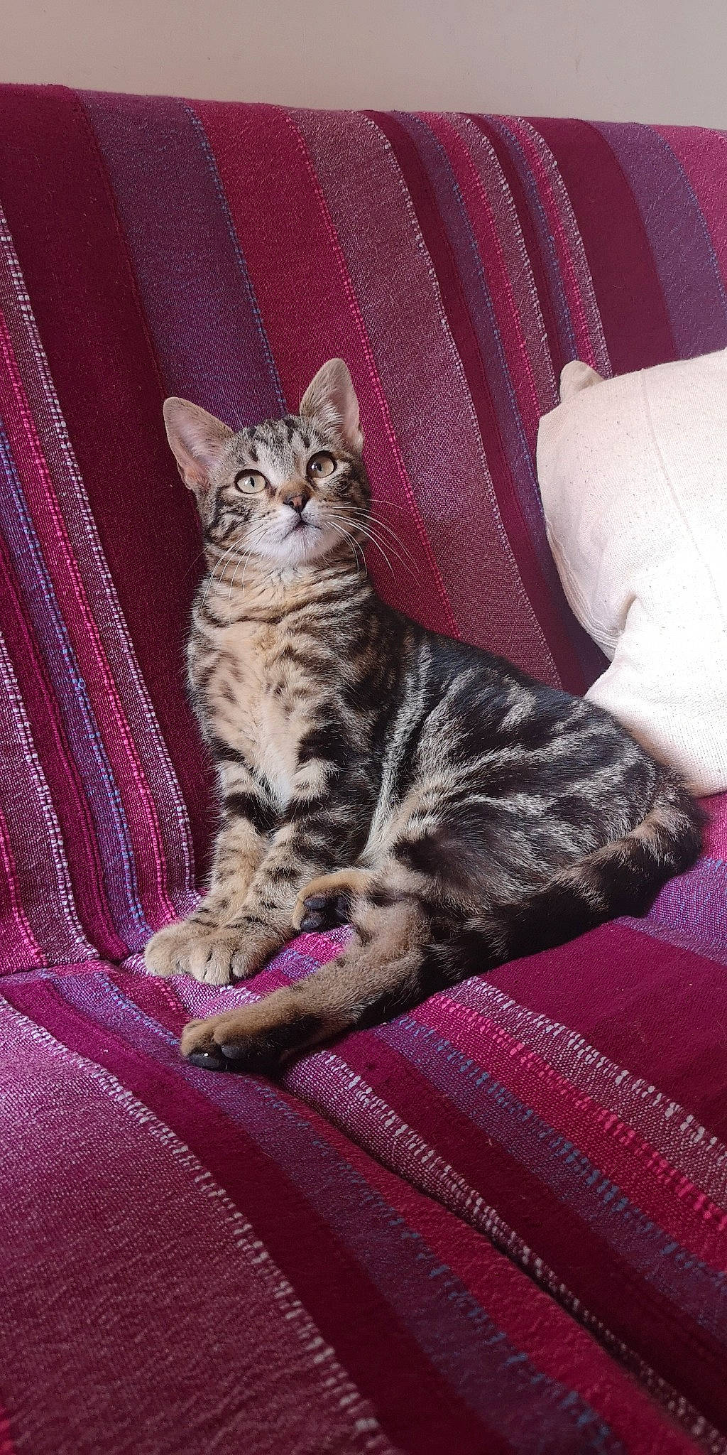 Riberry a rejoint le concours — aidez-le/la à gagner de superbes lots ! american_shorthair, asian, australian_mist, bengal, california_spangled, carnivore, cat, domestic_short_haired_cat, dragon_li, egyptian_mau, european_shorthair, felidae, kitten, mammal, ocicat, small_to_medium_sized_cats, sokoke, tabby_cat, vertebrate, whiskers