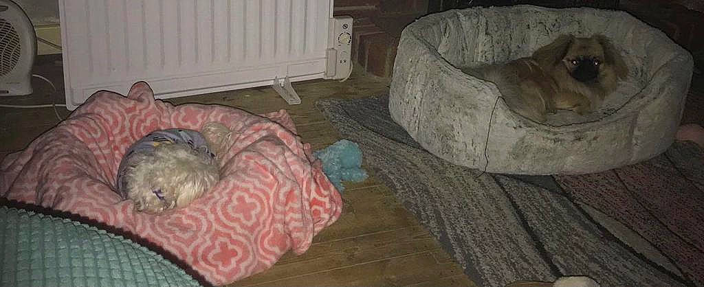 Lam is registered to the contest to win money with this photo: brown, canidae, carnivore, comfort, companion_dog, couch, fawn, felidae, floor, flooring, fur, grey, hardwood, linens, living_room, pattern, room, sporting_group, wood, wood_flooring