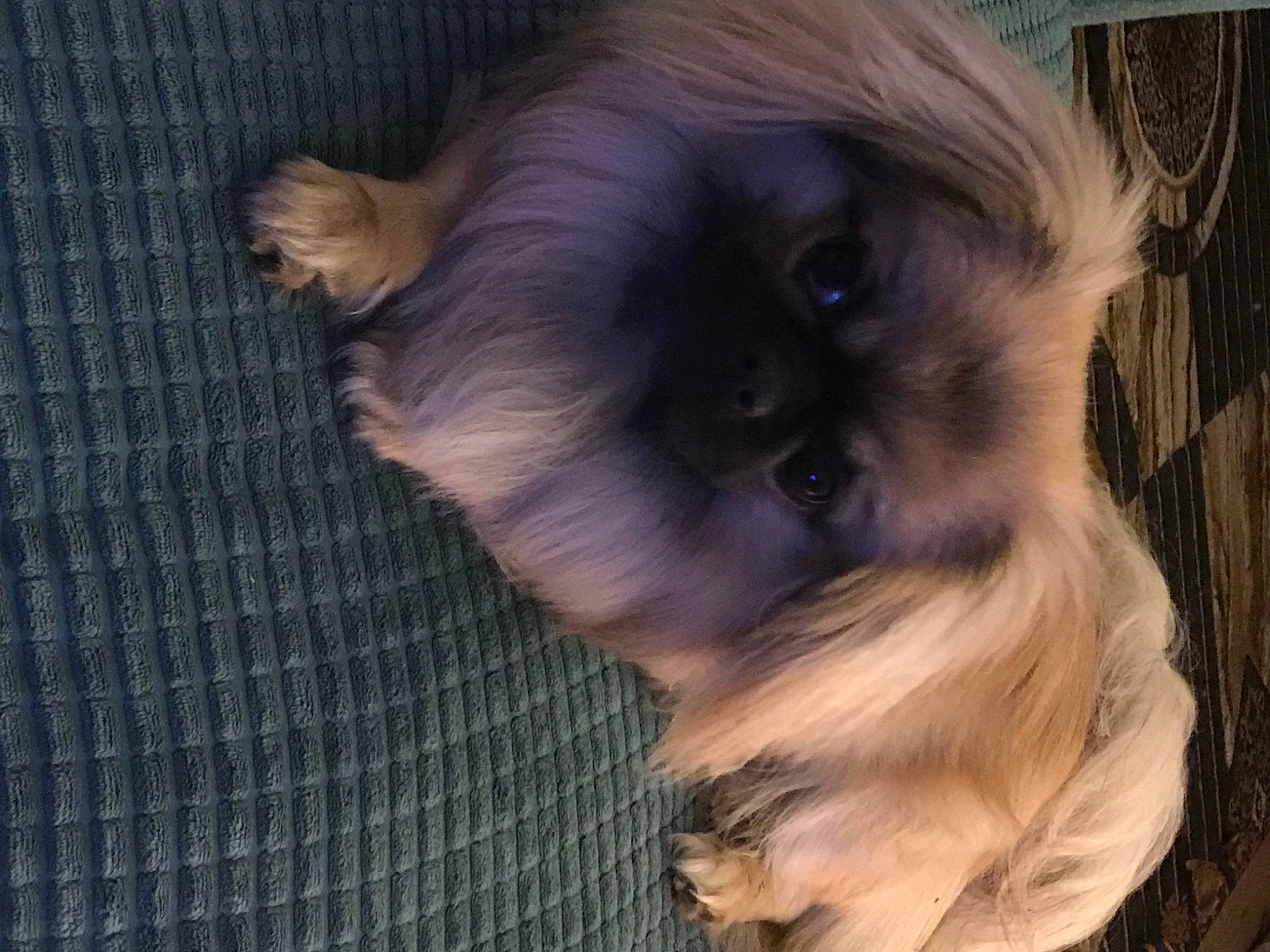 Lam joined the competition — help win amazing prizes! canidae, carnivore, companion_dog, dog, dog_breed, ear, fawn, fur, liver, musical_instrument, non_sporting_group, pet_supply, snout, sporting_group, terrestrial_animal, toy_dog, whiskers, wildlife, wood, working_animal