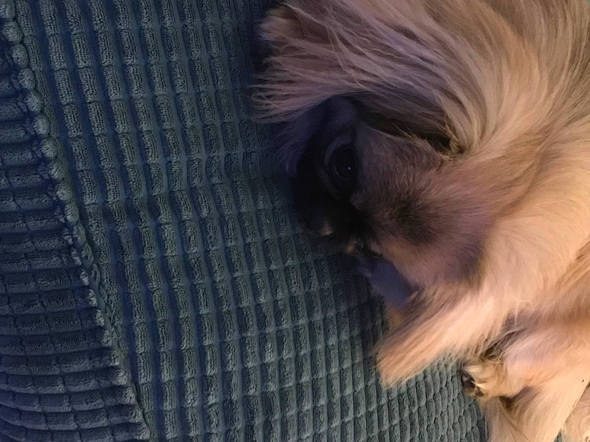 Lam is registered to the contest to win money with this photo: canidae, carnivore, companion_dog, dog, dog_breed, eyelash, fawn, flooring, fur, liver, non_sporting_group, pattern, puppy, snout, sporting_group, tail, toy_dog, whiskers, wood, working_animal