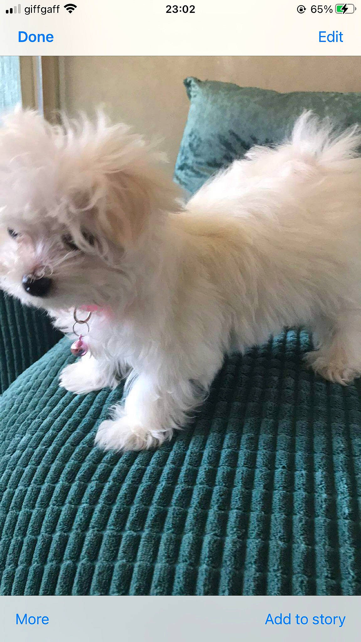 Dolly joined the competition — help win amazing prizes! canidae, carnivore, chair, companion_dog, dog, dog_breed, dog_supply, fawn, fur, liver, maltepoo, non_sporting_group, pomeranian, small_terrier, sporting_group, tail, terrier, toy_dog, whiskers, working_animal