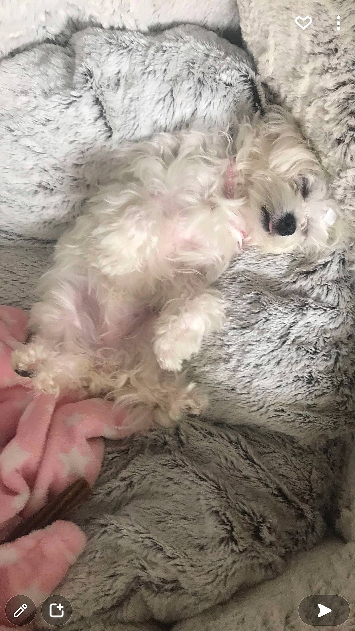 Dolly joined the competition — help win amazing prizes! canidae, carnivore, companion_dog, dog, dog_breed, dog_collar, dog_supply, fawn, fur, labradoodle, maltepoo, paw, pet_supply, poodle_crossbreed, small_terrier, sporting_group, terrier, toy_dog, water_dog, working_animal