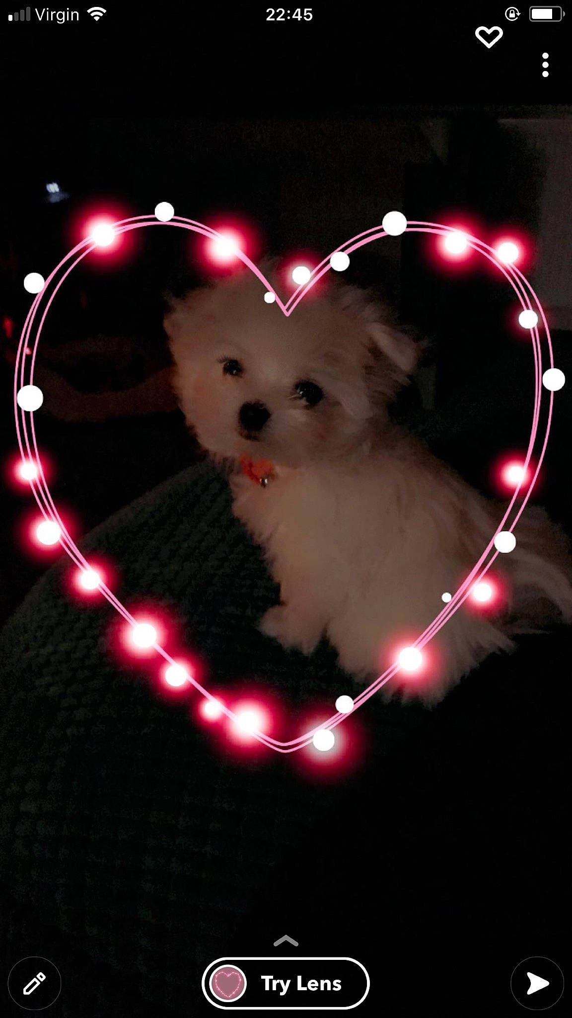 Dolly joined the competition — help win amazing prizes! carnivore, circle, companion_dog, darkness, dog, dog_breed, event, fawn, font, happy, holiday, light, lighting, midnight, organism, pink, red, snout, toy_dog, whiskers