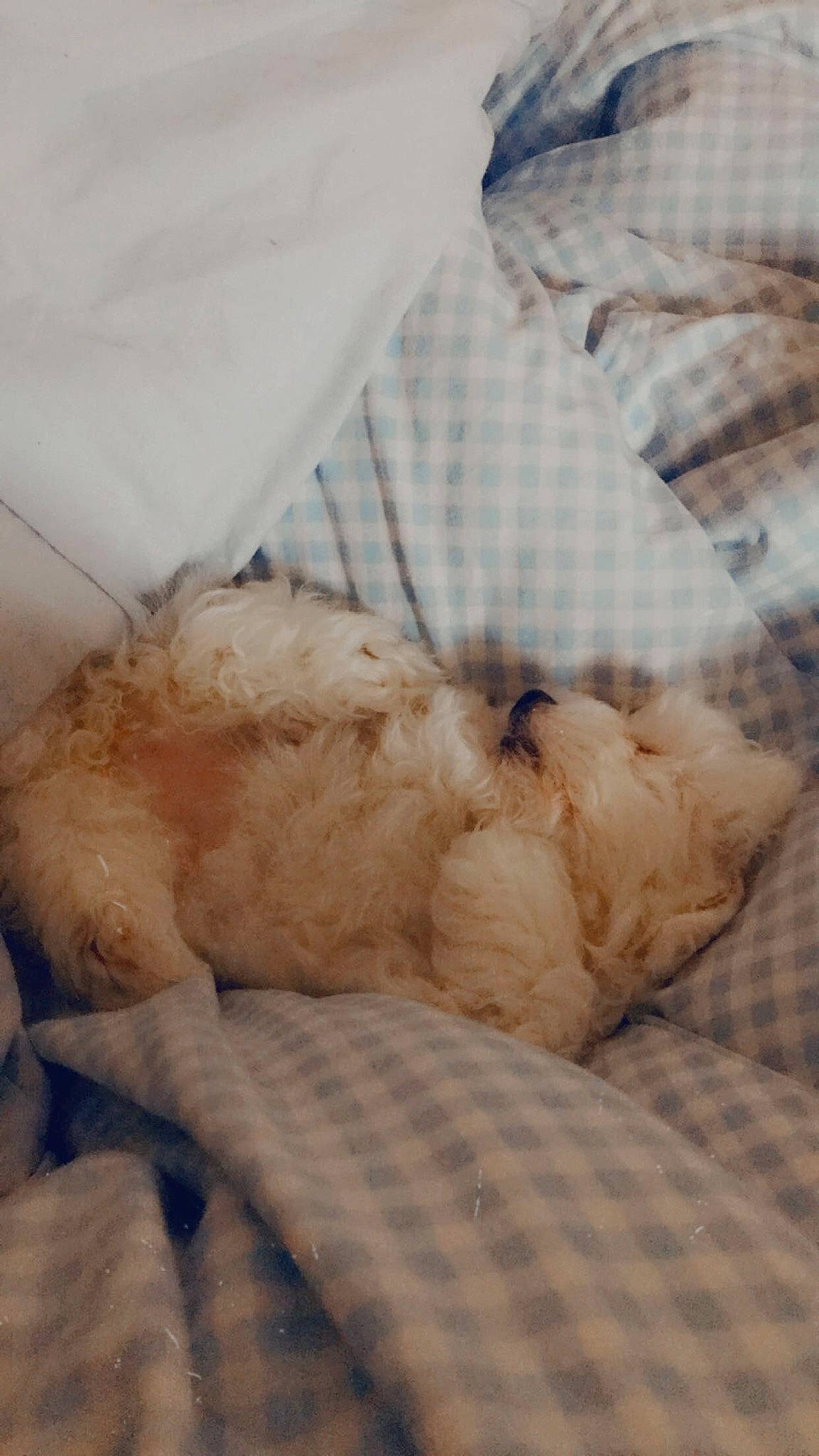 Dolly Junior is registered to the contest to win money with this photo: canidae, carnivore, claw, comfort, companion_dog, dog, dog_breed, duvet, fawn, felidae, fur, linens, pattern, paw, small_to_medium_sized_cats, sporting_group, tail, toy, toy_dog, whiskers