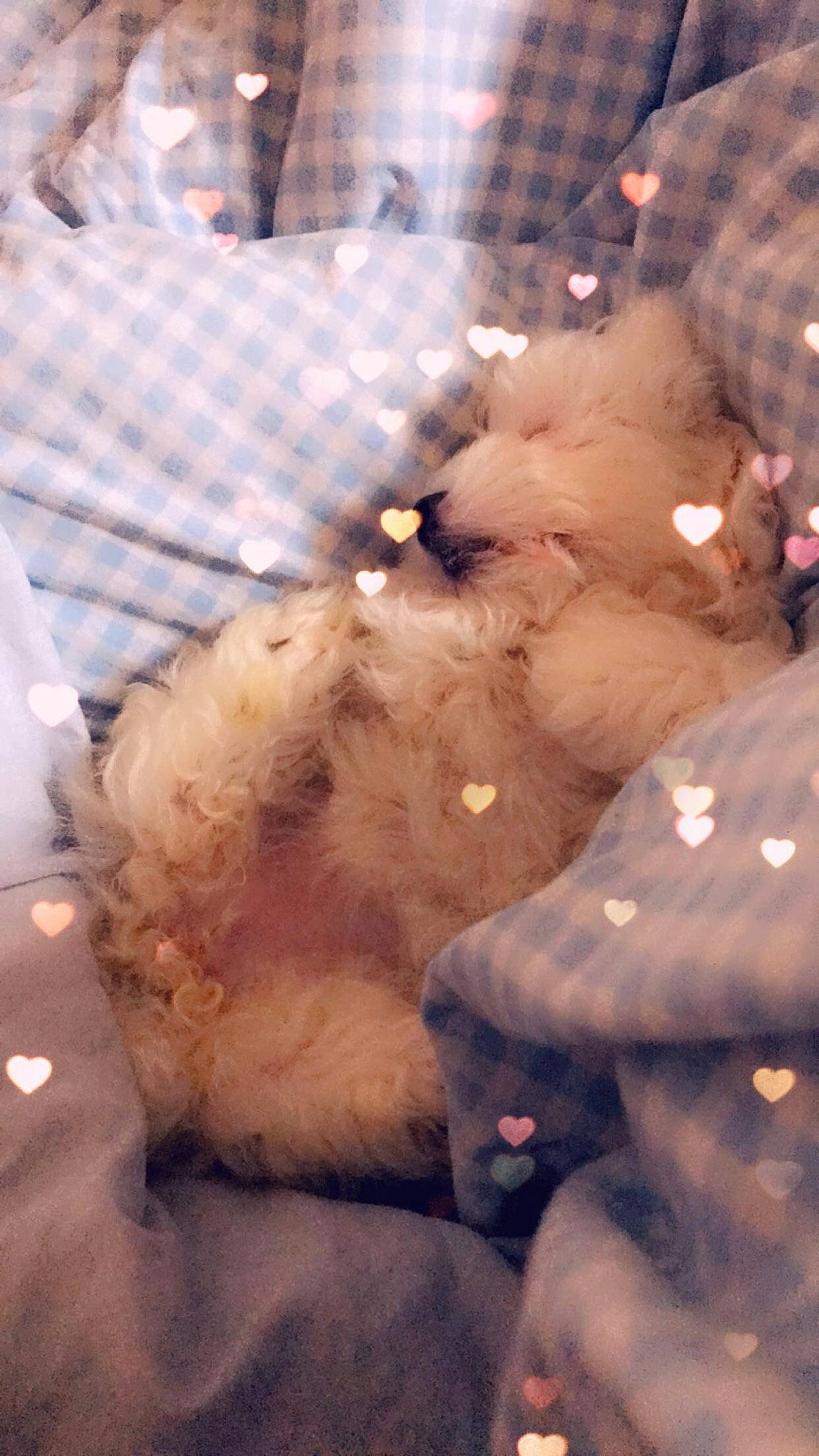 Dolly Junior joined the competition — help win amazing prizes! art, fur, gesture, natural_material, pattern, plant, smoke, tints_and_shades, tree, winter