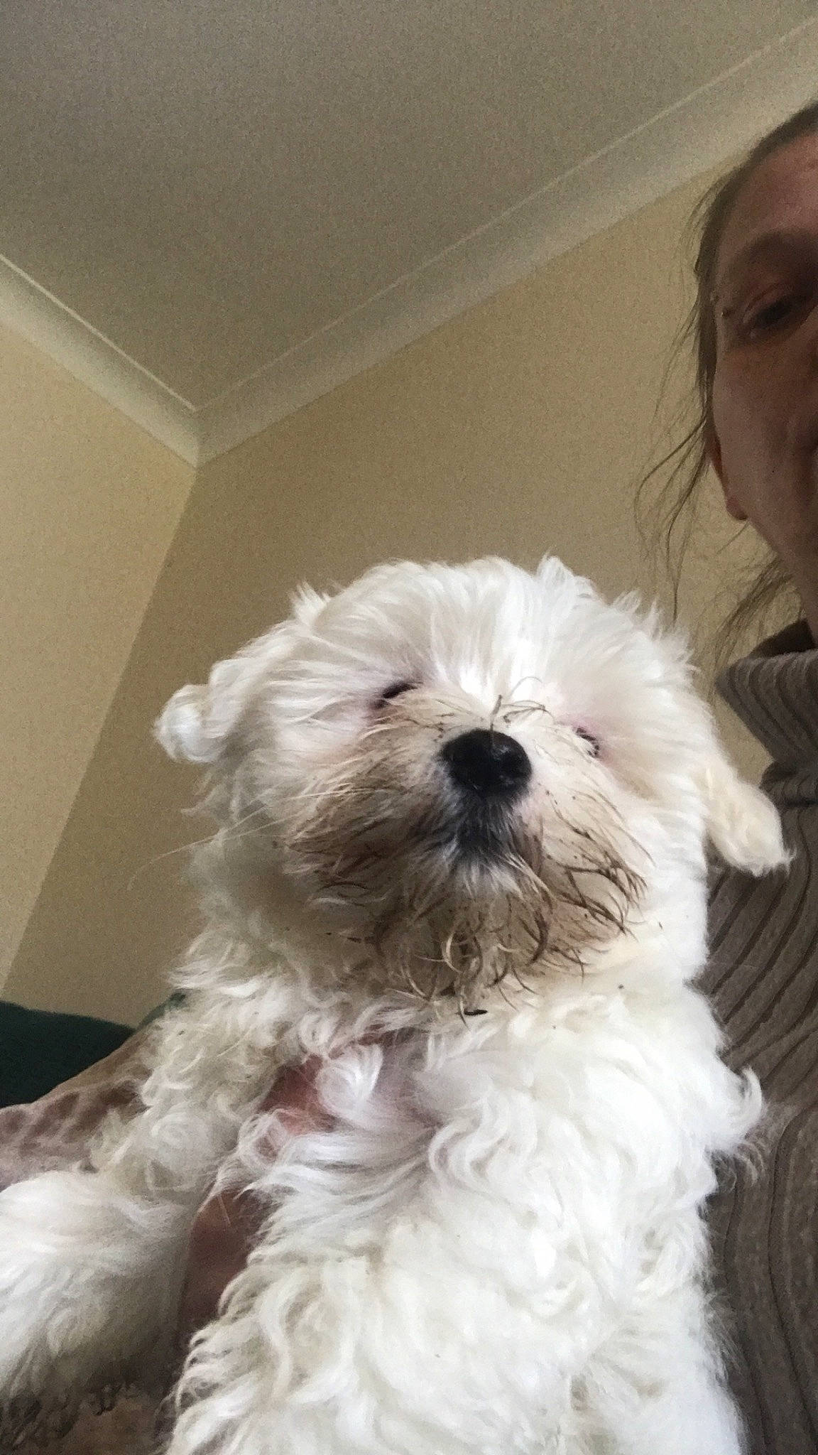 Dolly Junior is registered to the contest to win money with this photo: canidae, carnivore, companion_dog, dog, dog_breed, ear, fur, mal_shi, maltepoo, poodle_crossbreed, puppy, shih_poo, shih_tzu, small_terrier, snout, sporting_group, terrier, toy_dog, water_dog, working_animal